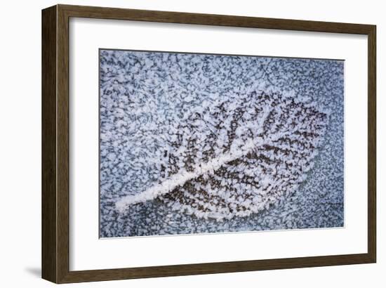 Frost on Alder Leaves 2-Don Paulson-Framed Giclee Print