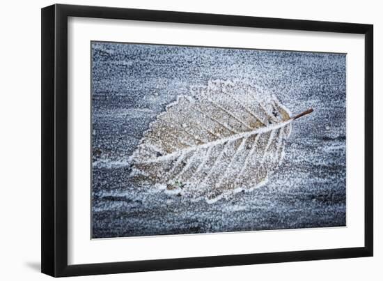 Frost on Alder Leaves 3-Don Paulson-Framed Giclee Print