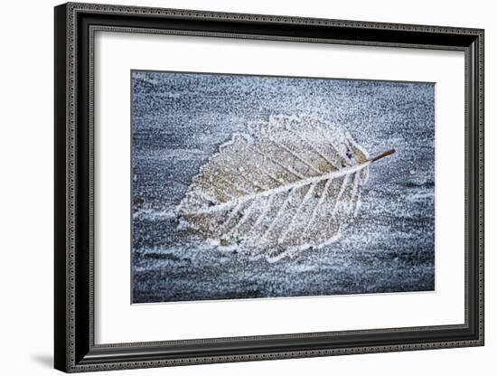 Frost on Alder Leaves 3-Don Paulson-Framed Giclee Print