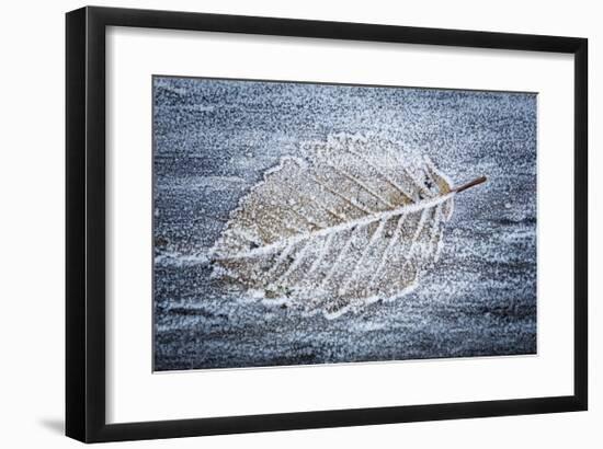 Frost on Alder Leaves 3-Don Paulson-Framed Giclee Print