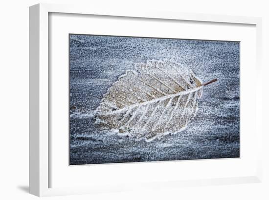 Frost on Alder Leaves 3-Don Paulson-Framed Giclee Print