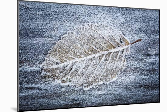 Frost on Alder Leaves 3-Don Paulson-Mounted Giclee Print