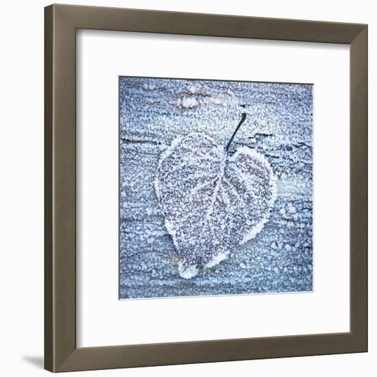 Frost on Alder Leaves 5-Don Paulson-Framed Giclee Print