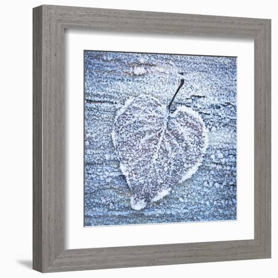 Frost on Alder Leaves 5-Don Paulson-Framed Giclee Print
