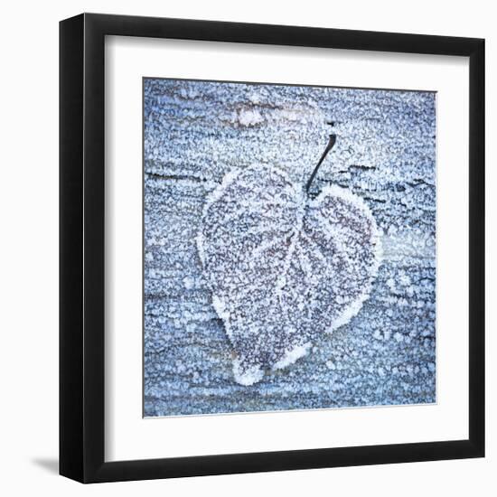 Frost on Alder Leaves 5-Don Paulson-Framed Giclee Print