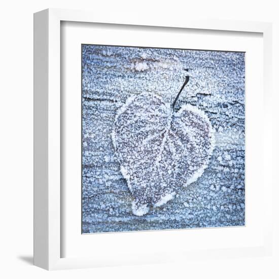 Frost on Alder Leaves 5-Don Paulson-Framed Giclee Print