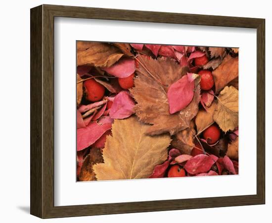 Frost on Burning Bush Leaves, Spokane County, Washington, USA-Charles Gurche-Framed Photographic Print