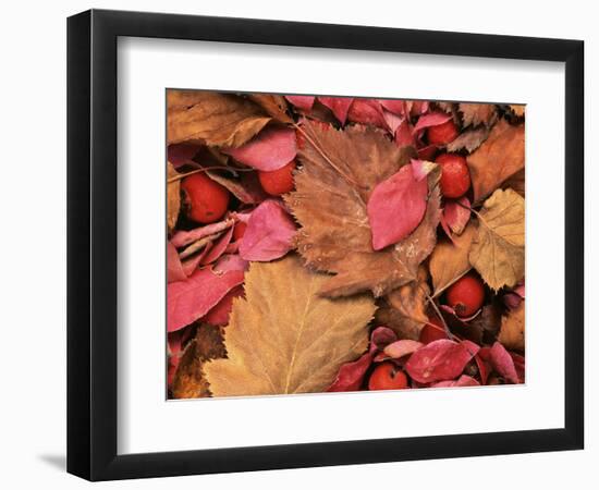 Frost on Burning Bush Leaves, Spokane County, Washington, USA-Charles Gurche-Framed Photographic Print