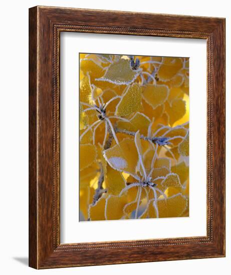 Frost on Cottonwood Leaves-Chuck Haney-Framed Photographic Print