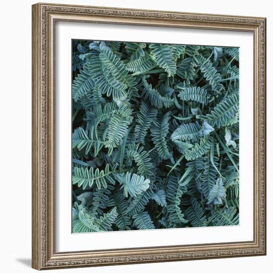 Frost on Foliage-Micha Pawlitzki-Framed Photographic Print