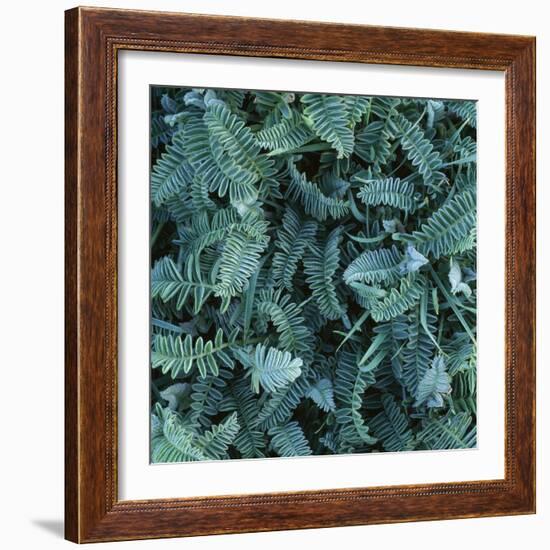 Frost on Foliage-Micha Pawlitzki-Framed Photographic Print