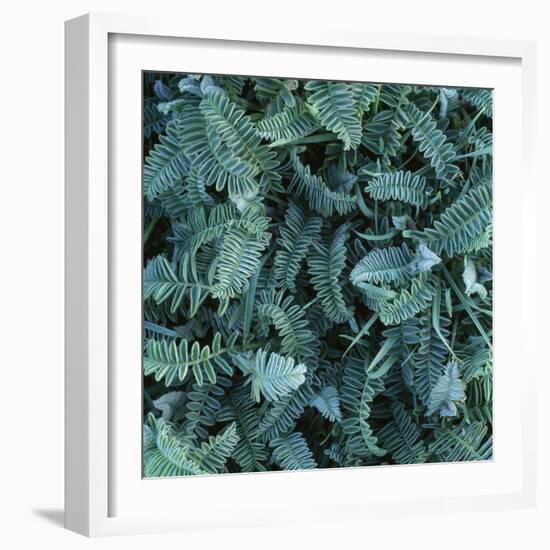 Frost on Foliage-Micha Pawlitzki-Framed Photographic Print