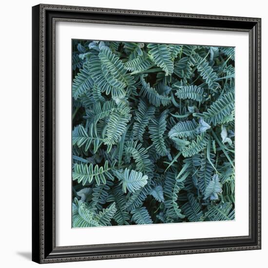 Frost on Foliage-Micha Pawlitzki-Framed Photographic Print