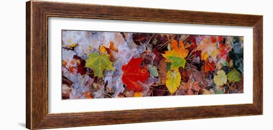 Frost on Leaves, Vermont, USA-null-Framed Photographic Print