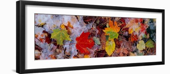 Frost on Leaves, Vermont, USA-null-Framed Photographic Print