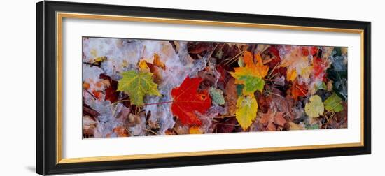 Frost on Leaves, Vermont, USA-null-Framed Photographic Print