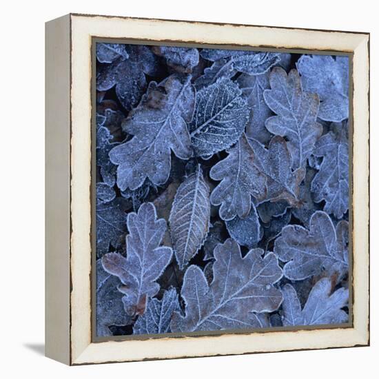 Frost on Leaves-John Miller-Framed Premier Image Canvas