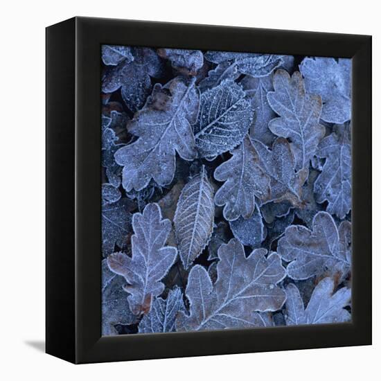 Frost on Leaves-John Miller-Framed Premier Image Canvas