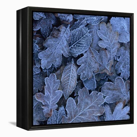 Frost on Leaves-John Miller-Framed Premier Image Canvas