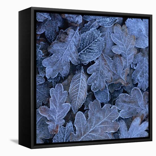 Frost on Leaves-John Miller-Framed Premier Image Canvas