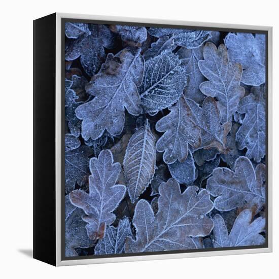 Frost on Leaves-John Miller-Framed Premier Image Canvas