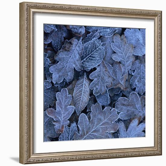 Frost on Leaves-John Miller-Framed Photographic Print