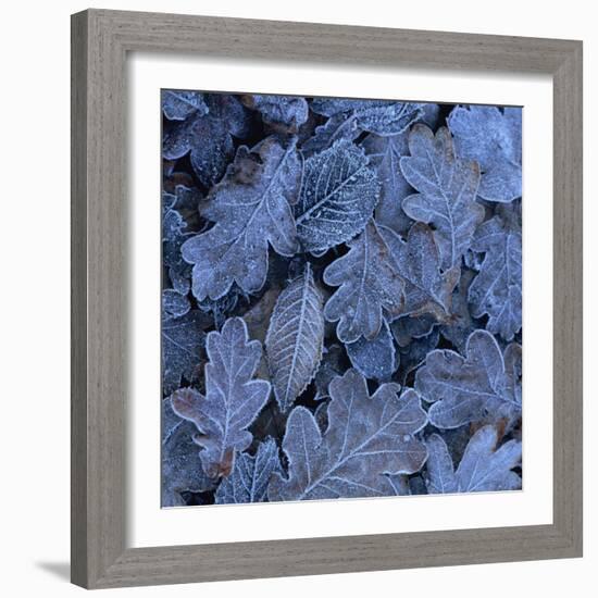 Frost on Leaves-John Miller-Framed Photographic Print