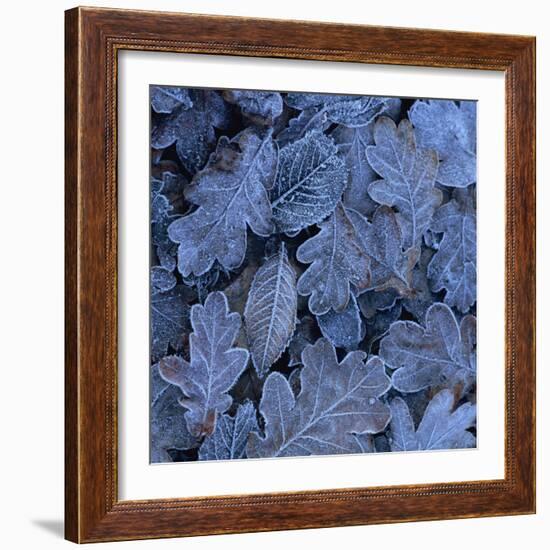 Frost on Leaves-John Miller-Framed Photographic Print