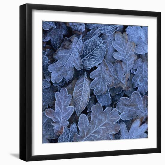 Frost on Leaves-John Miller-Framed Photographic Print