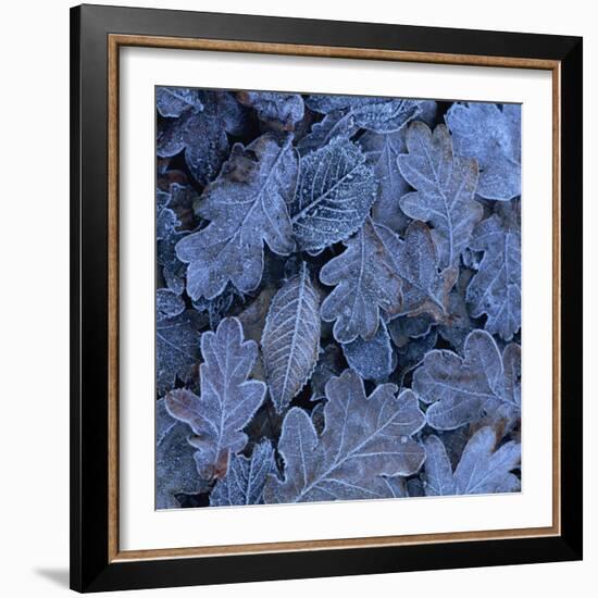 Frost on Leaves-John Miller-Framed Photographic Print