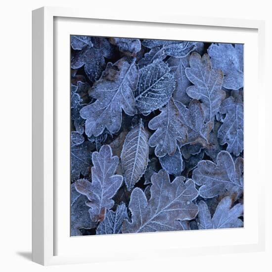 Frost on Leaves-John Miller-Framed Photographic Print