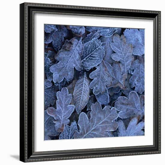 Frost on Leaves-John Miller-Framed Photographic Print