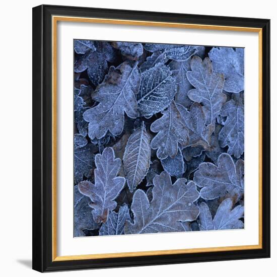 Frost on Leaves-John Miller-Framed Photographic Print