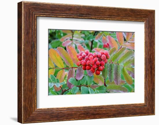 Frost on Mountain Ash berries, Mount Rainier National Park, Washington State, USA-Russ Bishop-Framed Photographic Print