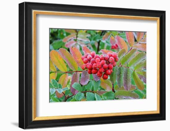 Frost on Mountain Ash berries, Mount Rainier National Park, Washington State, USA-Russ Bishop-Framed Photographic Print
