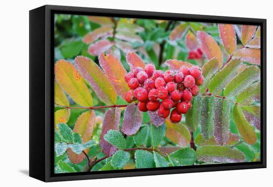 Frost on Mountain Ash berries, Mount Rainier National Park, Washington State, USA-Russ Bishop-Framed Premier Image Canvas