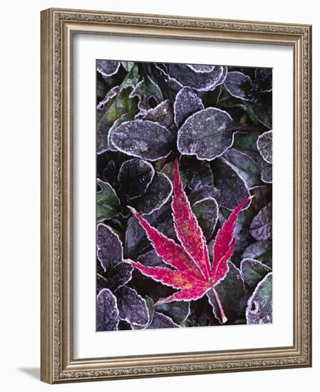 Frost on Ornamental Maple Leaf, Seattle, Washington, USA-Charles Sleicher-Framed Photographic Print