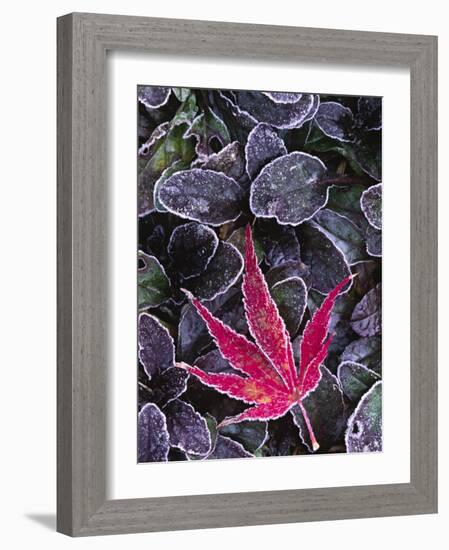 Frost on Ornamental Maple Leaf, Seattle, Washington, USA-Charles Sleicher-Framed Photographic Print