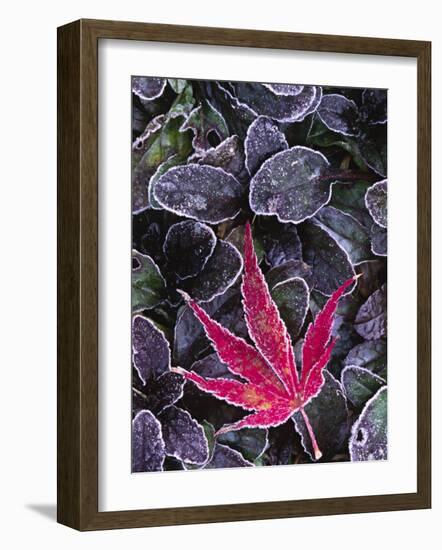 Frost on Ornamental Maple Leaf, Seattle, Washington, USA-Charles Sleicher-Framed Photographic Print