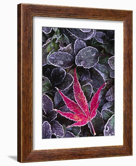 Frost on Ornamental Maple Leaf, Seattle, Washington, USA-Charles Sleicher-Framed Photographic Print