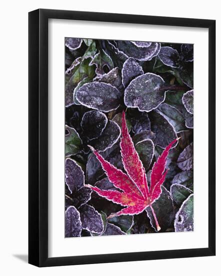 Frost on Ornamental Maple Leaf, Seattle, Washington, USA-Charles Sleicher-Framed Photographic Print