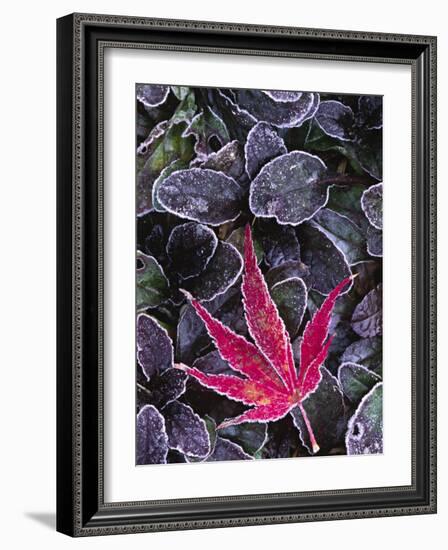 Frost on Ornamental Maple Leaf, Seattle, Washington, USA-Charles Sleicher-Framed Photographic Print