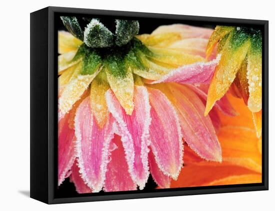 Frost on the Last Blooms of Autumn, Sammamish, Washington, USA-Darrell Gulin-Framed Premier Image Canvas