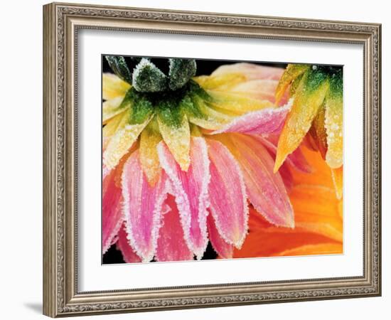 Frost on the Last Blooms of Autumn, Sammamish, Washington, USA-Darrell Gulin-Framed Photographic Print