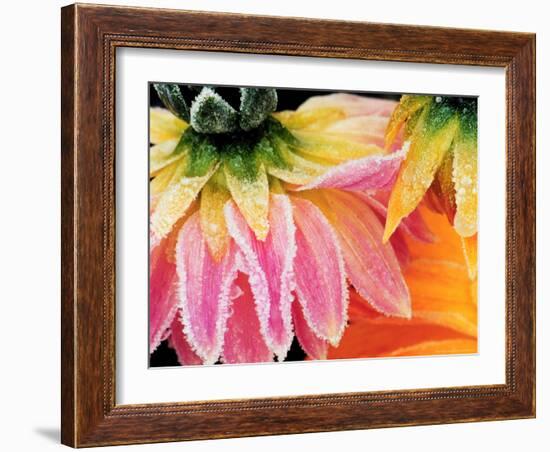 Frost on the Last Blooms of Autumn, Sammamish, Washington, USA-Darrell Gulin-Framed Photographic Print