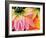 Frost on the Last Blooms of Autumn, Sammamish, Washington, USA-Darrell Gulin-Framed Photographic Print