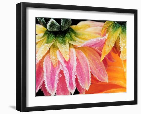 Frost on the Last Blooms of Autumn, Sammamish, Washington, USA-Darrell Gulin-Framed Photographic Print