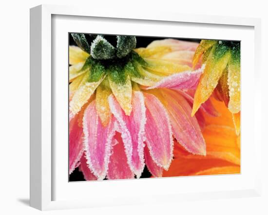 Frost on the Last Blooms of Autumn, Sammamish, Washington, USA-Darrell Gulin-Framed Photographic Print