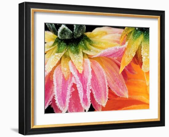 Frost on the Last Blooms of Autumn, Sammamish, Washington, USA-Darrell Gulin-Framed Photographic Print