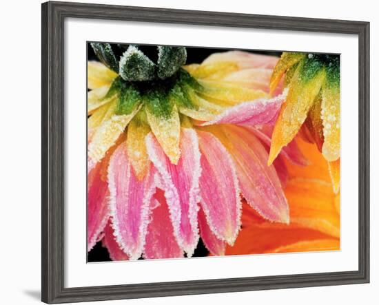 Frost on the Last Blooms of Autumn, Sammamish, Washington, USA-Darrell Gulin-Framed Photographic Print